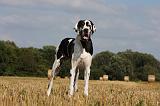 DOGUE ALLEMAND 291